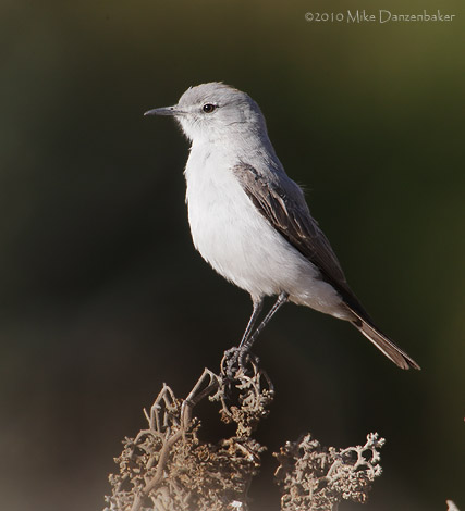 Rufous-naped Ground-Tyrant (Muscisaxicola rufivertex) photo