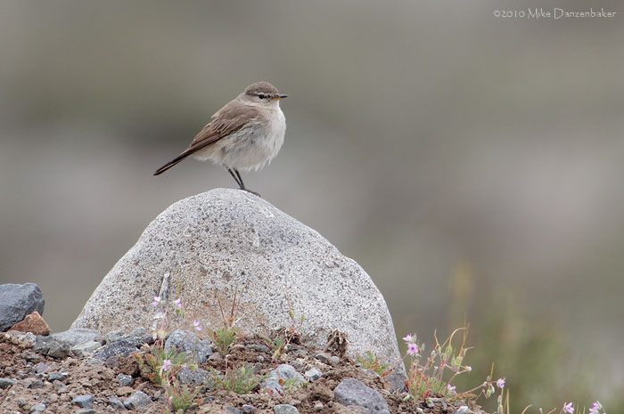Spot-billed Ground-Tyrant (Muscisaxicola maculirostris) photo