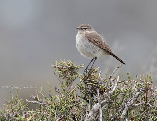 Spot-billed Ground-Tyrant (Muscisaxicola maculirostris) photo