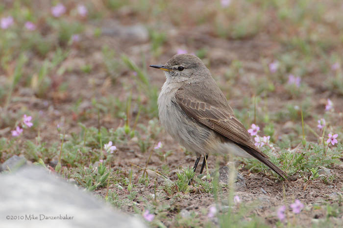 Spot-billed Ground-Tyrant (Muscisaxicola maculirostris) photo