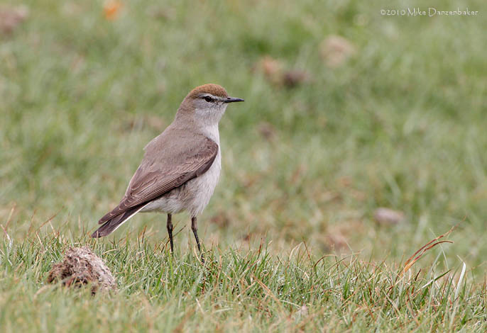 White-browed Ground-Tyrant (Muscisaxicola albilora) photo
