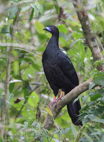 Black Guan (Chamaepetes unicolor) photo