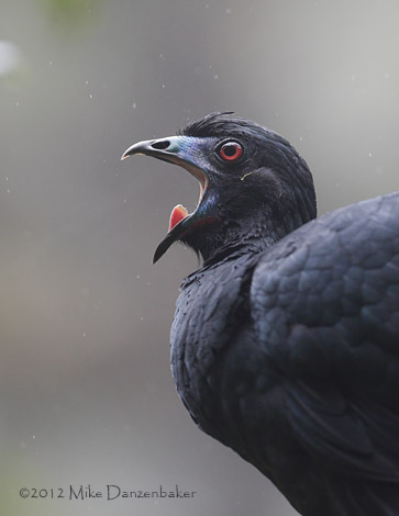 Black Guan (Chamaepetes unicolor) photo