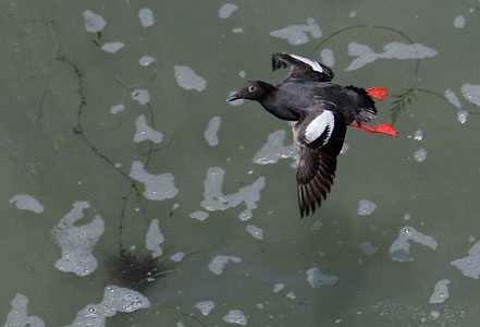 Pigeon Guillemot (Cepphus columba) photo