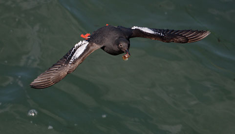 Pigeon Guillemot (Cepphus columba) photo