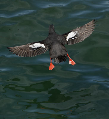 Pigeon Guillemot (Cepphus columba) photo