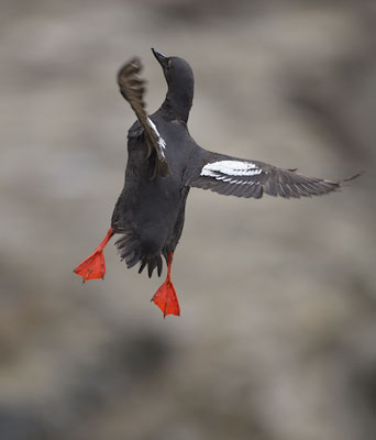 Pigeon Guillemot (Cepphus columba) photo