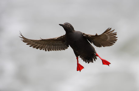 Pigeon Guillemot (Cepphus columba) photo
