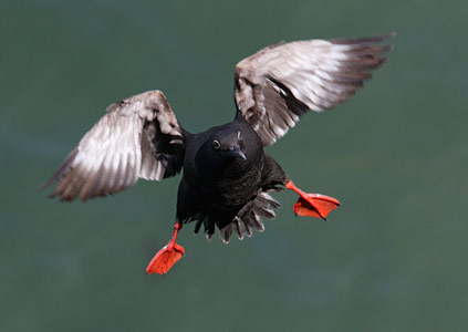 Pigeon Guillemot (Cepphus columba) photo