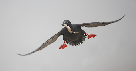 Pigeon Guillemot (Cepphus columba) photo