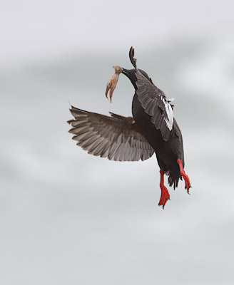 Pigeon Guillemot (Cepphus columba) photo