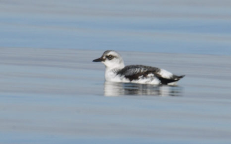 Pigeon Guillemot (Cepphus columba) photo