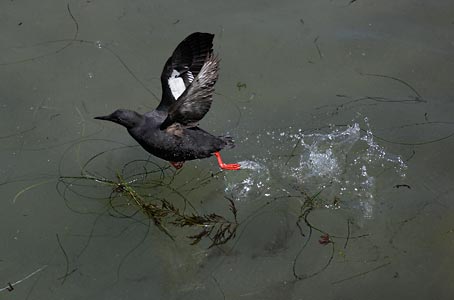 Pigeon Guillemot (Cepphus columba) photo