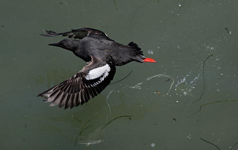 Pigeon Guillemot (Cepphus columba) photo