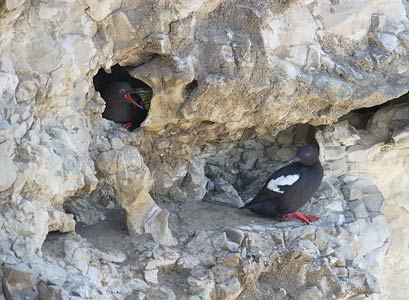 Pigeon Guillemot (Cepphus columba) photo