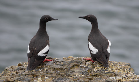 Pigeon Guillemot (Cepphus columba) photo