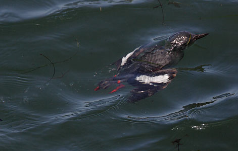 Pigeon Guillemot (Cepphus columba) photo