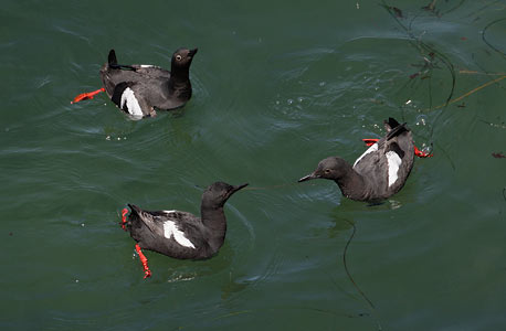 Pigeon Guillemot (Cepphus columba) photo