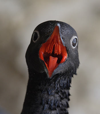 Pigeon Guillemot (Cepphus columba) photo