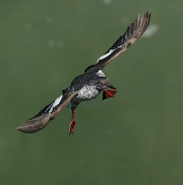 Pigeon Guillemot (Cepphus columba) photo