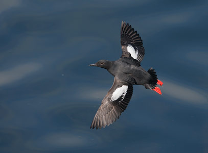 Pigeon Guillemot (Cepphus columba) photo