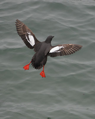 Pigeon Guillemot (Cepphus columba) photo
