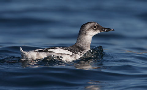 Pigeon Guillemot (Cepphus columba) photo