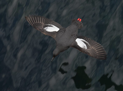 Pigeon Guillemot (Cepphus columba) photo