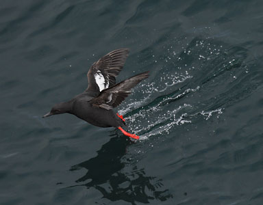Pigeon Guillemot (Cepphus columba) photo