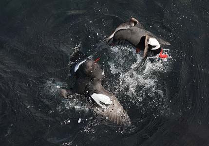 Pigeon Guillemot (Cepphus columba) photo