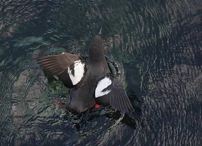 Pigeon Guillemot (Cepphus columba) photo