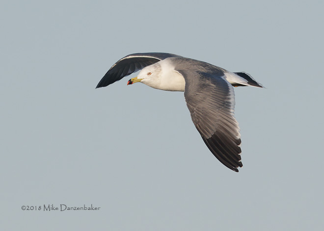 Black-tailed Gull (Larus crassirostris) photo