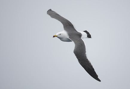 Black-tailed Gull (Larus crassirostris) photo