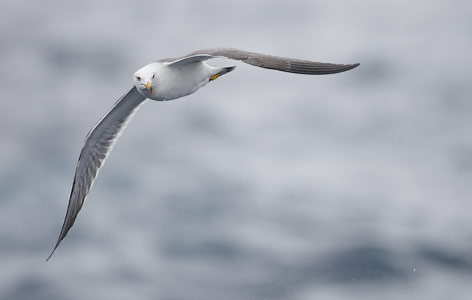 Black-tailed Gull (Larus crassirostris) photo