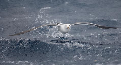 Black-tailed Gull (Larus crassirostris) photo