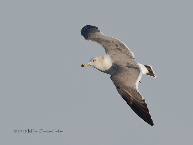 Black-tailed Gull (Larus crassirostris) photo