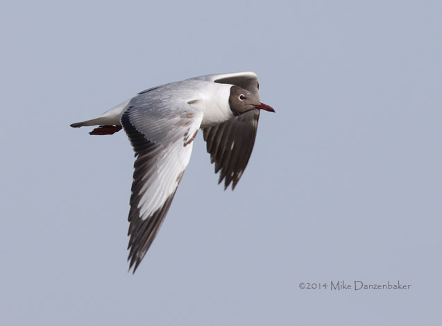 Brown-headed Gull (Chroicocephalus brunnicephalus) photo