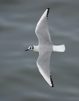 Bonaparte's Gull (Larus philadelphia) photo