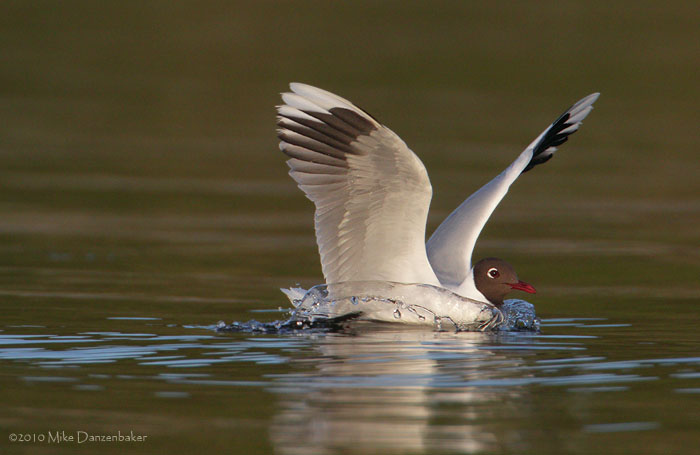 Brown-hooded Gull (Larus maculipennis) photo