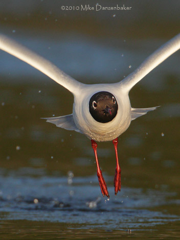 Brown-hooded Gull (Larus maculipennis) photo