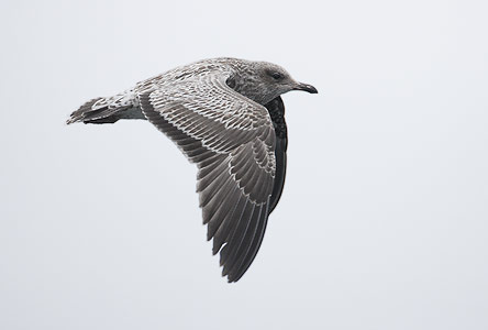 California Gull (Larus californicus) photo