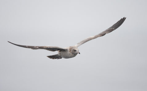 California Gull (Larus californicus) photo