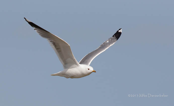 Caspian Gull (Larus cachinnans) photo