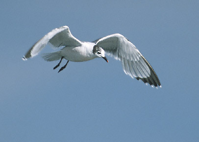 Franklin's Gull (Leucophaeus pipixcan) photo image