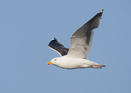 Great Black-backed Gull (Larus marinus) photo