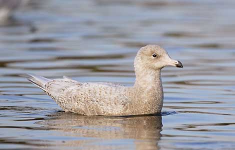 Glaucous Gull (Larus hyperboreus) photo