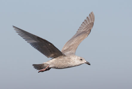 Glaucous-winged Gull (Larus glaucescens) photo