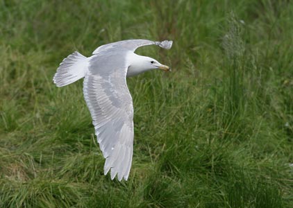 Glaucous-winged Gull (Larus glaucescens) photo