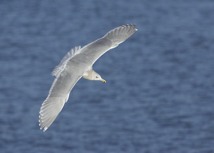 Glaucous-winged Gull (Larus glaucescens) photo