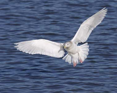Glaucous-winged Gull (Larus glaucescens) photo